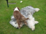 Freya being stood on by Chloe May 2010